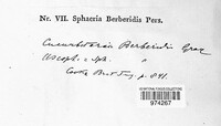Coniothyrium fuckelii image